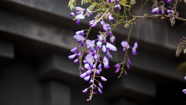 岁时记 | 紫藤花垂