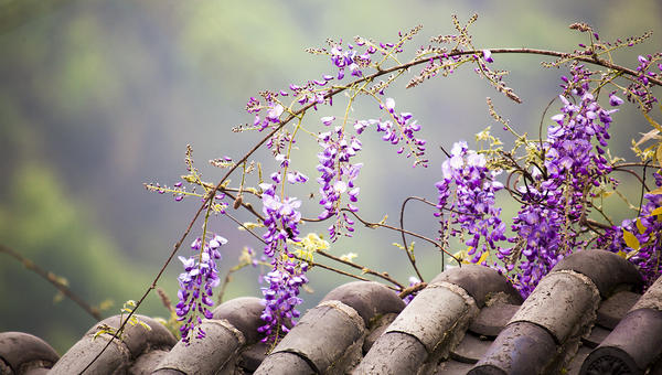 岁时记 | 紫藤花垂