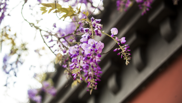 岁时记 | 紫藤花垂