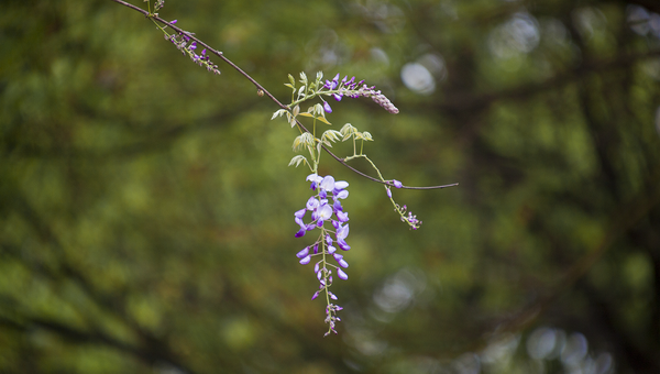 岁时记 | 紫藤花垂