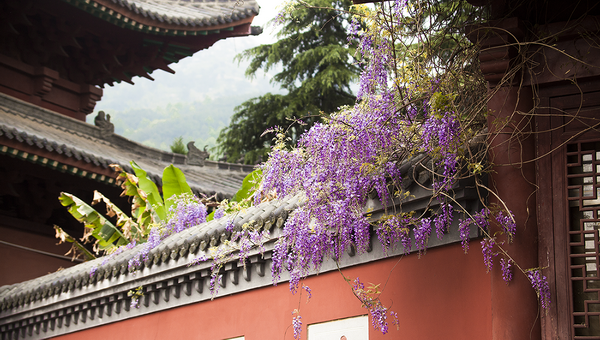 岁时记 | 紫藤花垂