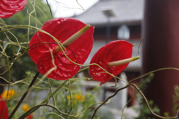 斜风细雨，归去来兮——入营