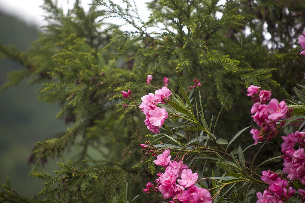 岁时记 | 桃开竹上