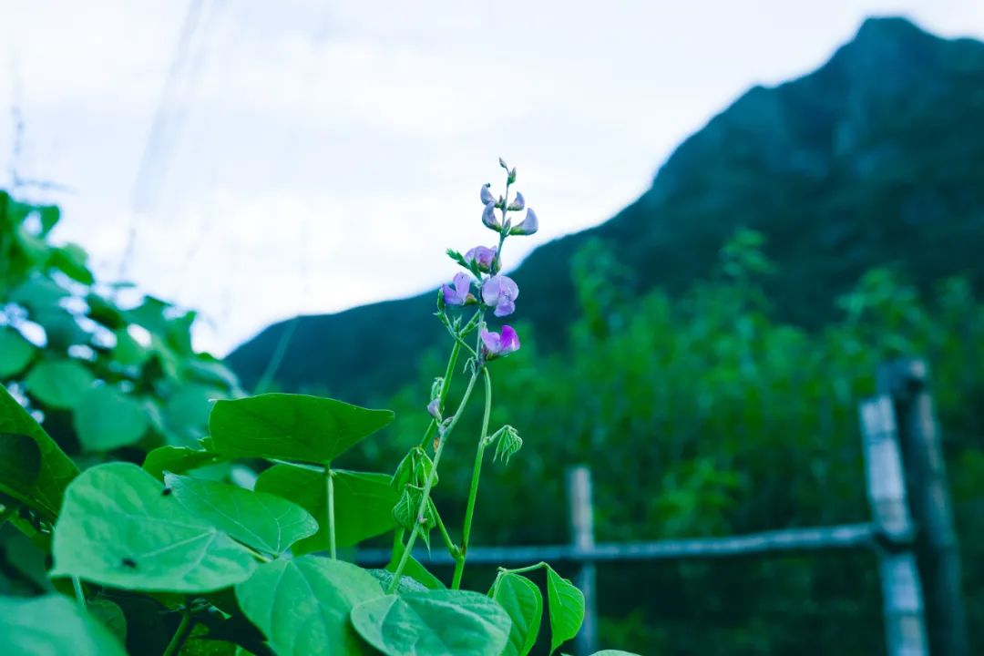 如何是祖师西来意？喫桃去！